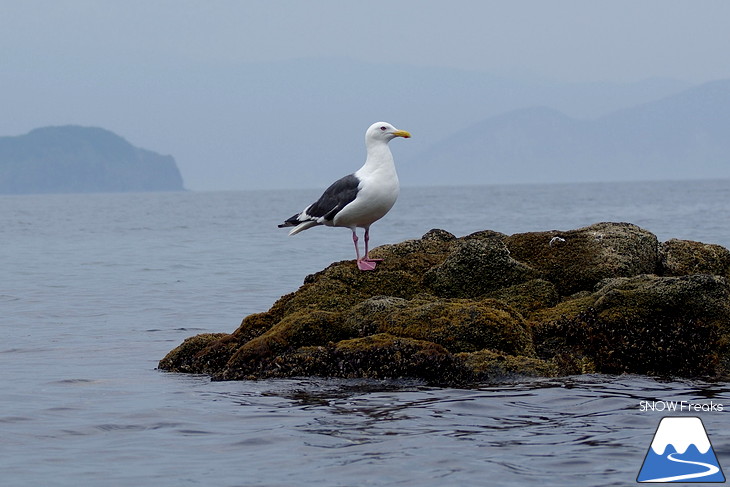 真夏の北海道・小樽塩谷 シーカヤックで目指せ『青の洞窟』！